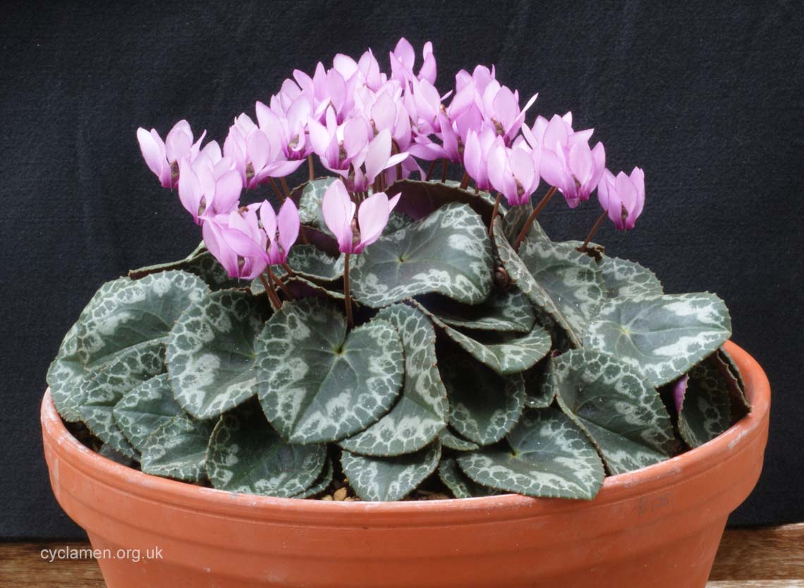 Cyclamen Colchicum