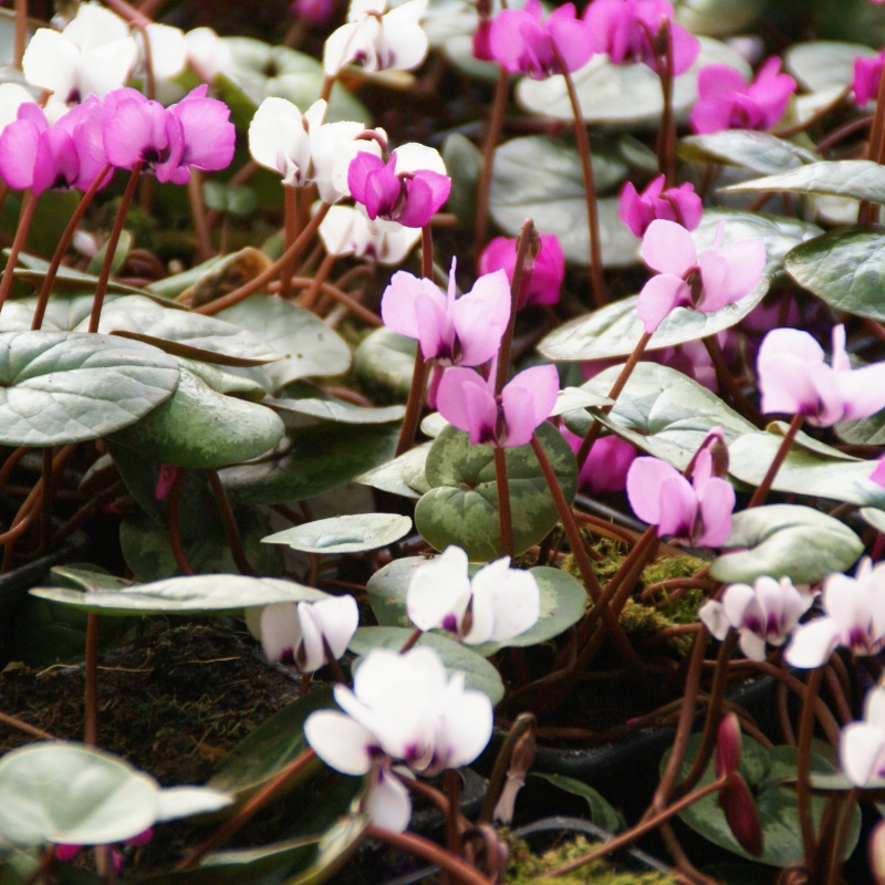 Cyclamen Coum