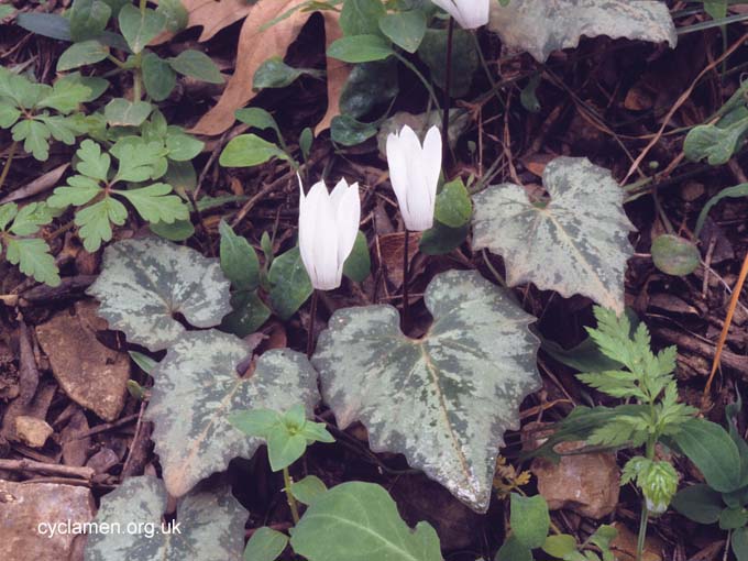 Cyclamen Creticum