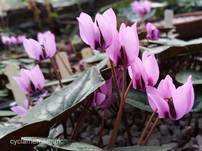 Cyclamen Elegans