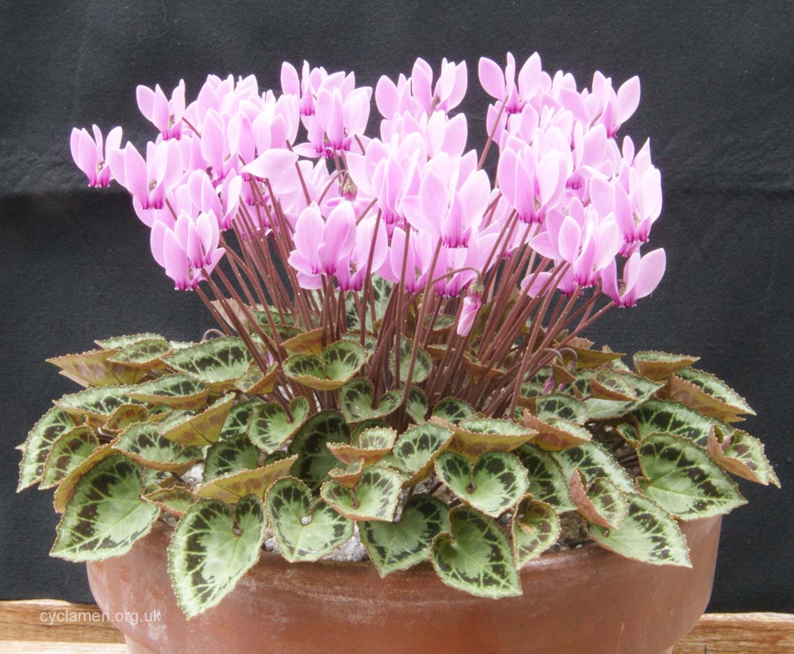 Cyclamen Graecum