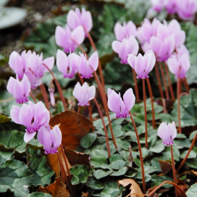 Cyclamen Hederifolium