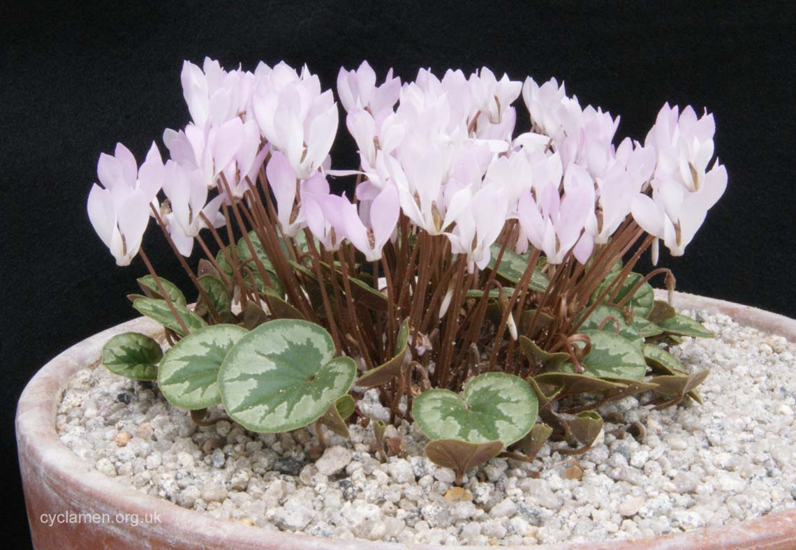 Cyclamen Intaminatum