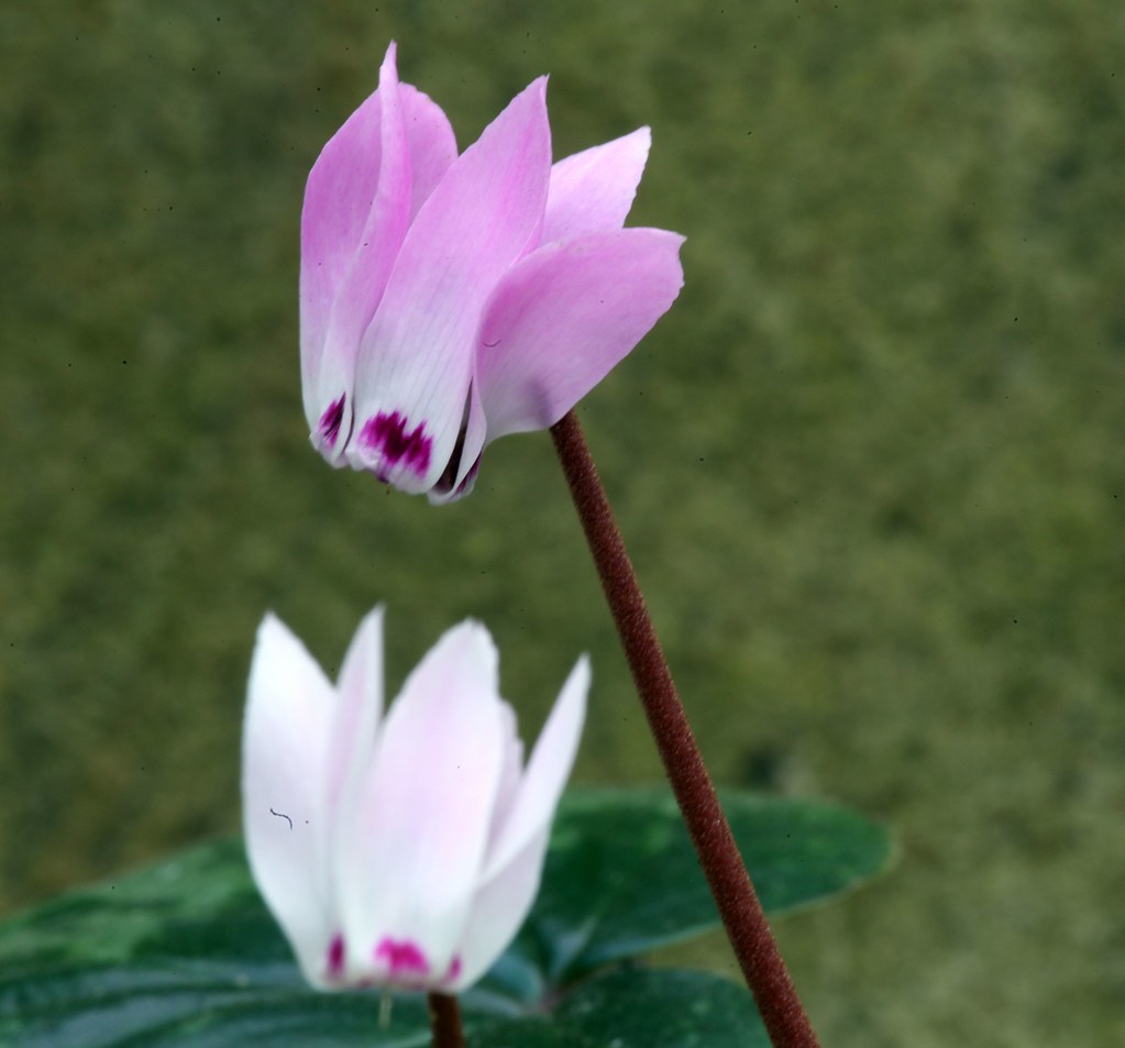 Cyclamen Libanoticum