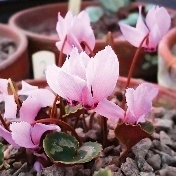 Cyclamen Mirabile