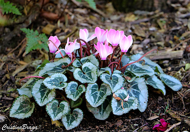 Cyclamen Persicum