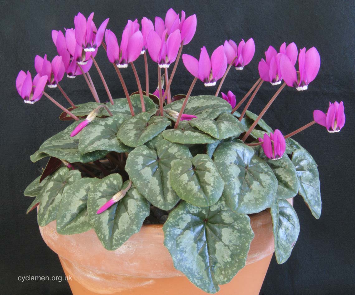 Cyclamen Pseudibericum