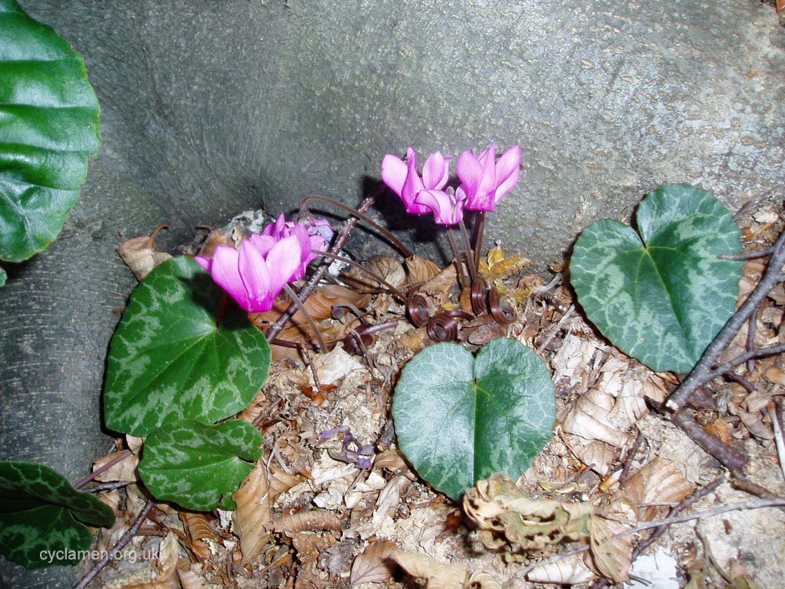 Cyclamen Purpurascens