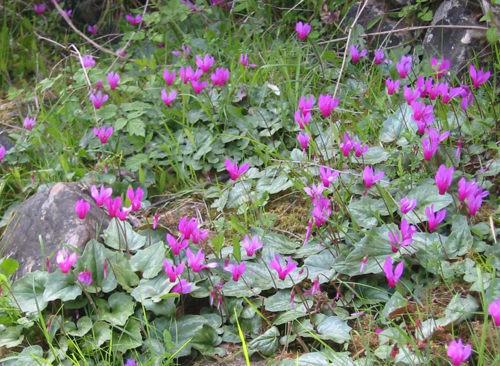 Cyclamen Repandum