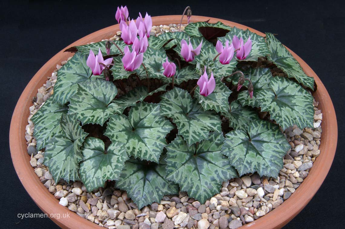 Cyclamen Rohlfsianum