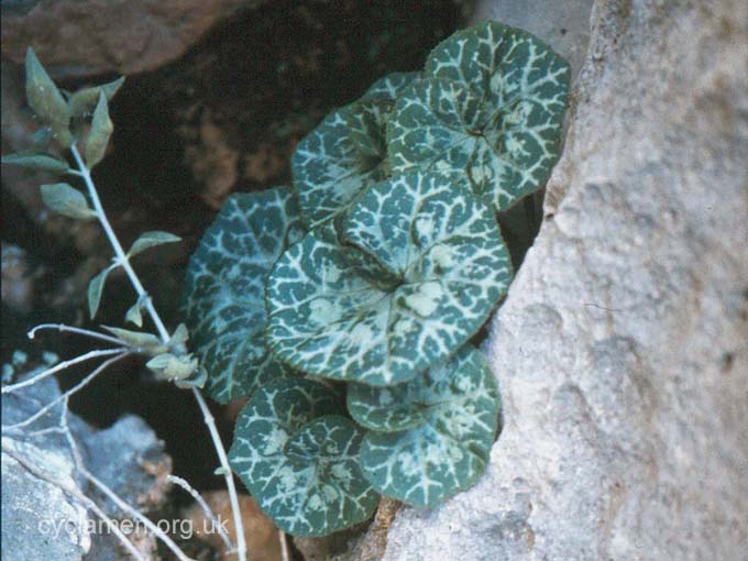 Cyclamen Somalense