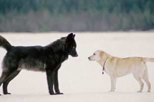 Cão e o Lobo