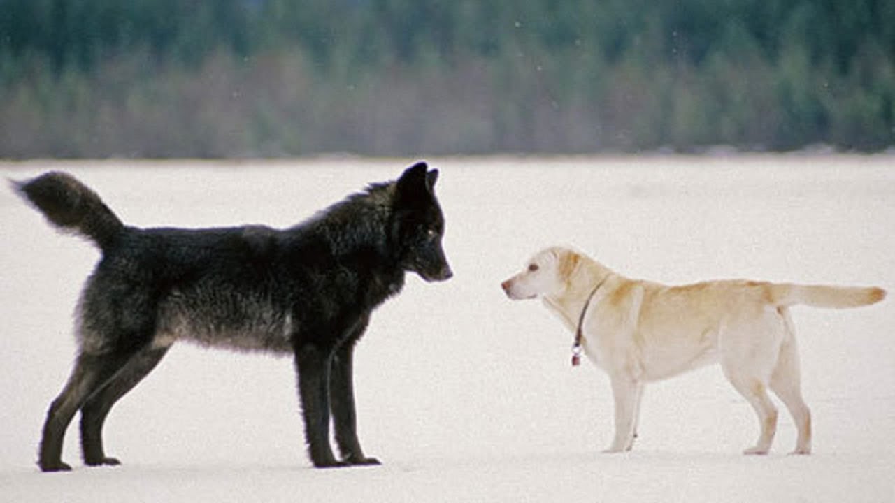 Cão e o Lobo 