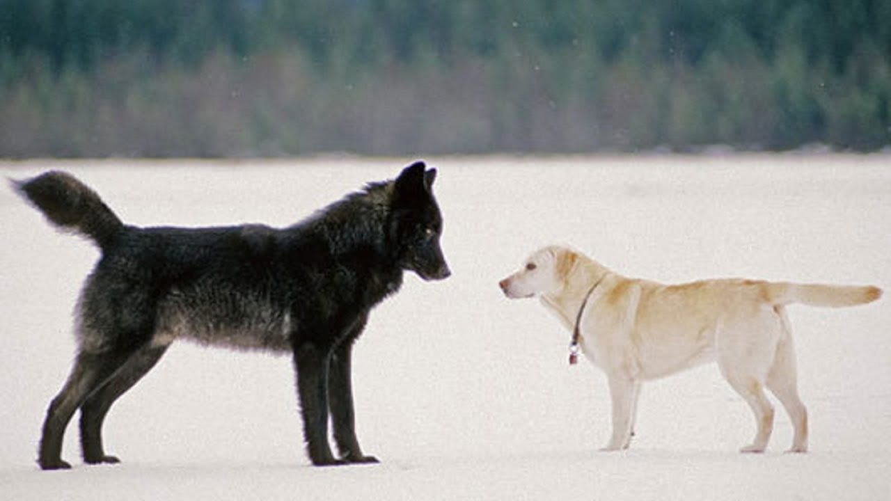 Cão e o Lobo