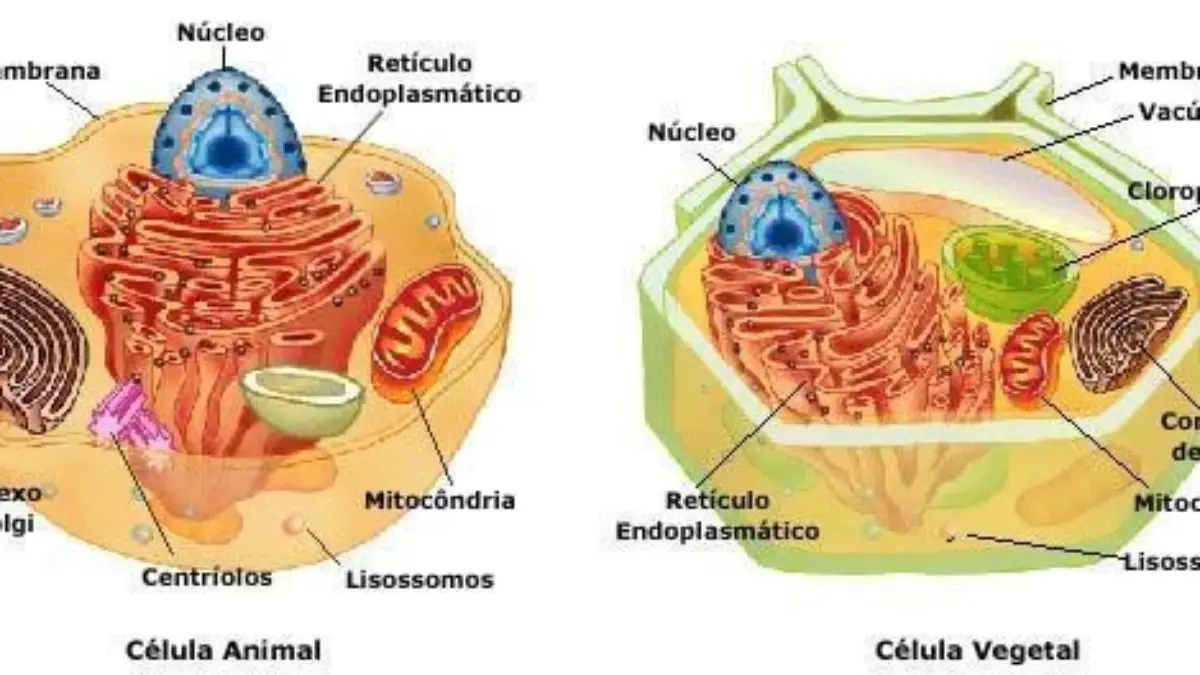 Mitocondria celula vegetal