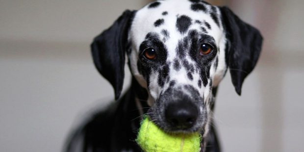 Dalmata com Bolinha na Boca 