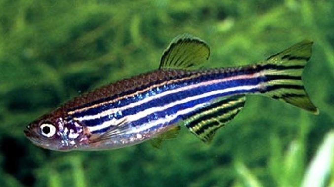 Danios