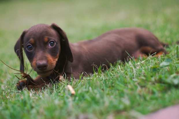 Daschund Deitado na Grama 