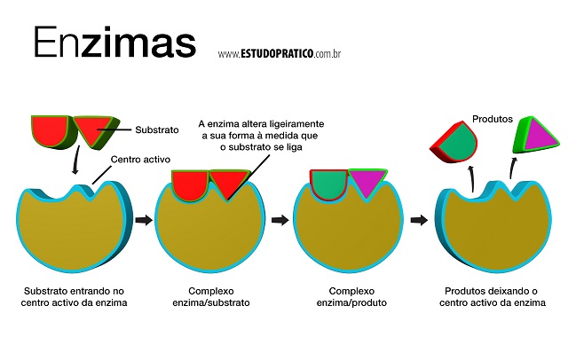 Definição de Enzimas