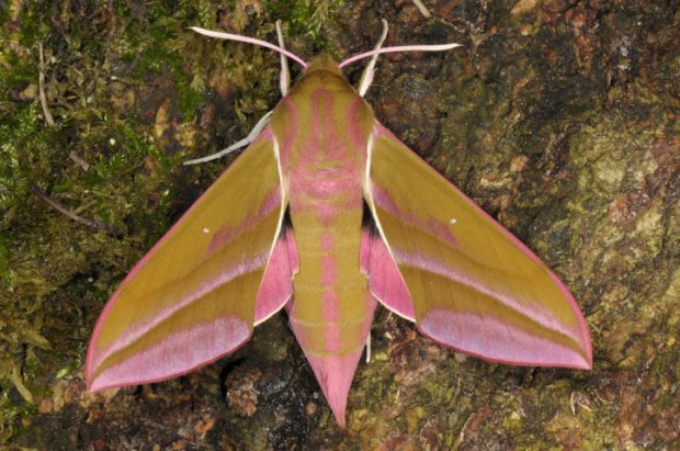 Deilephila Elpenor no Galho