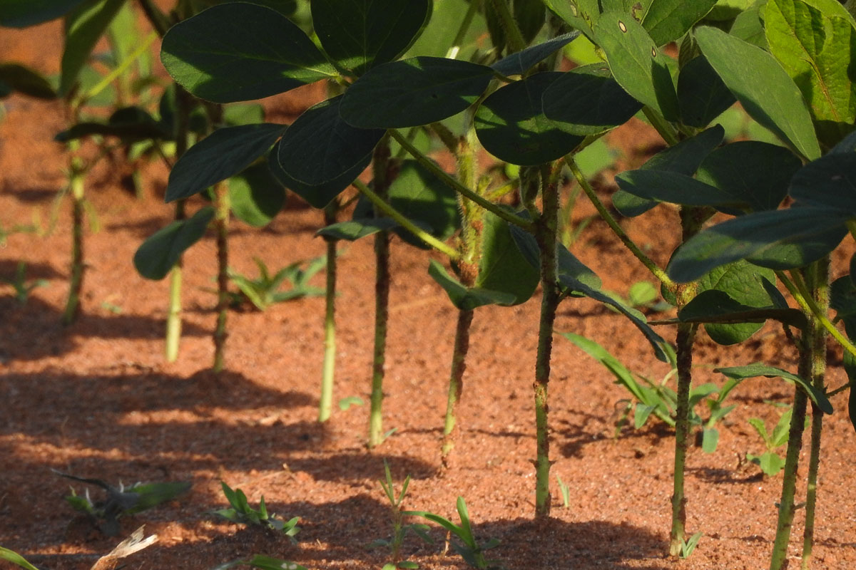 Densidade e Espaço Entre as Plantas