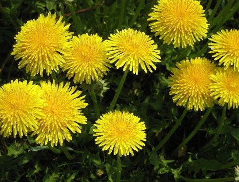 Lista de Tipos de Flores Comestíveis: Espécies com Nomes e Fotos