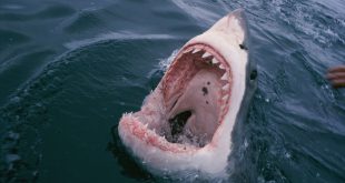 Dentes de Tubarão