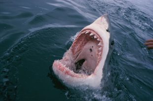Dentes de Tubarão