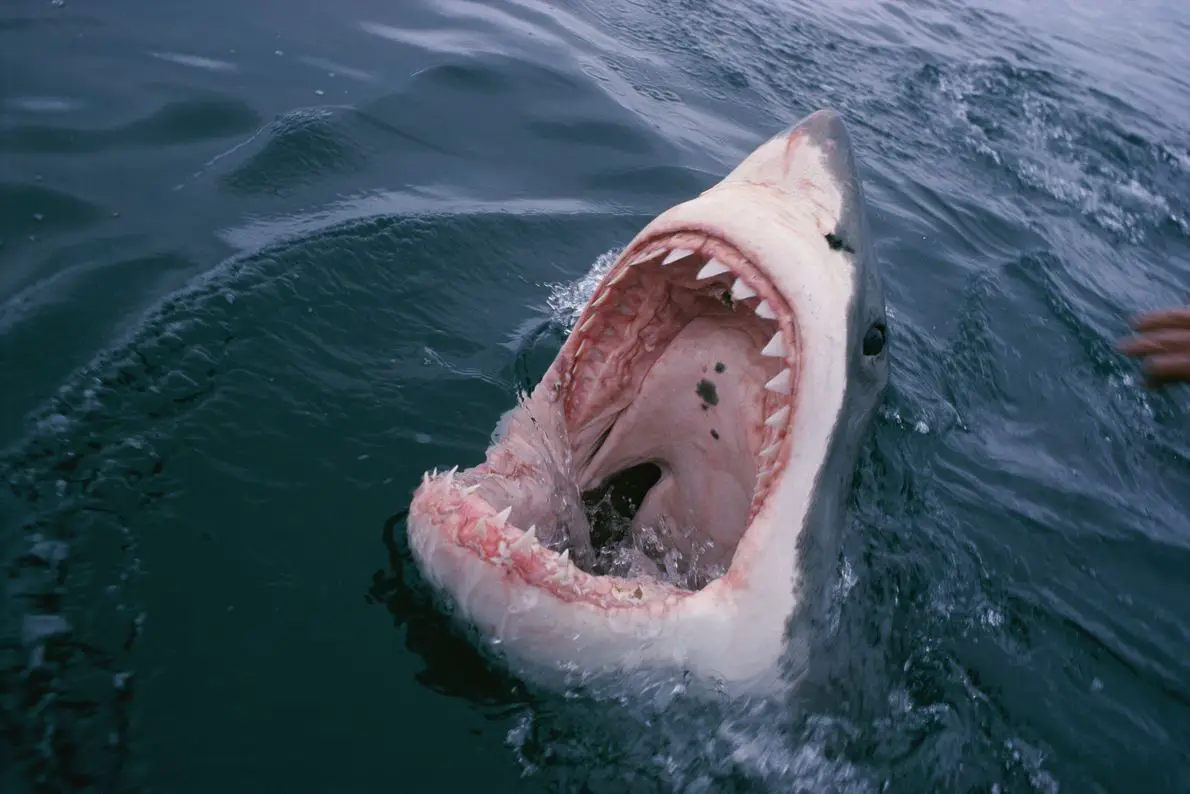 Dentes de Tubarão 