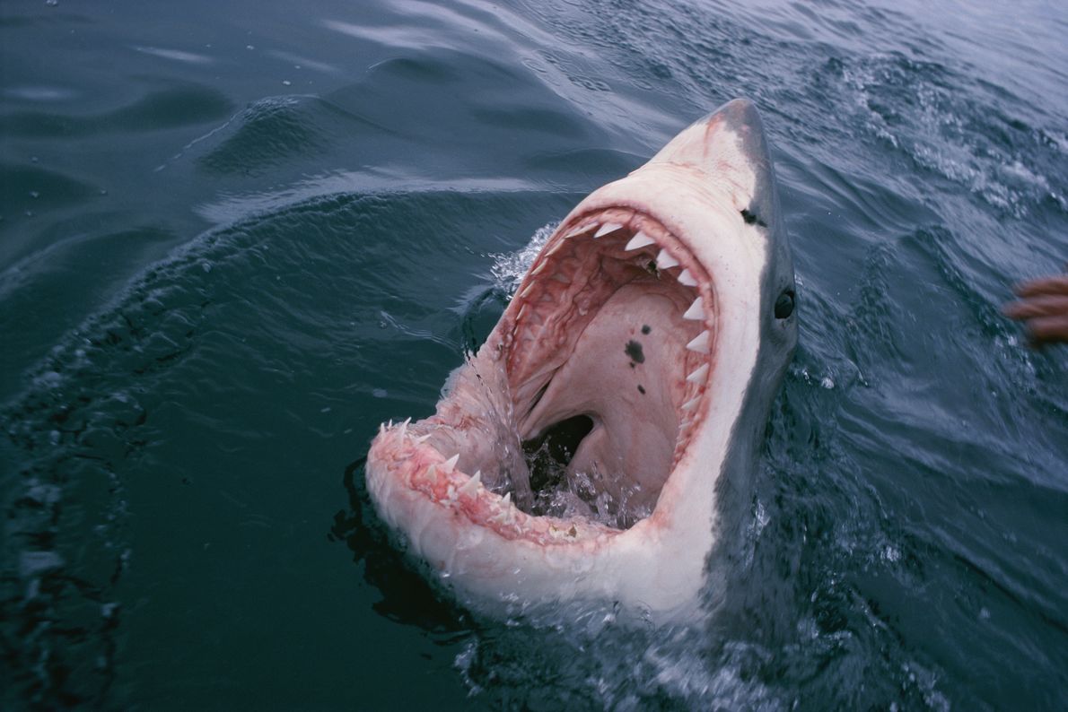 Dentes de Tubarão