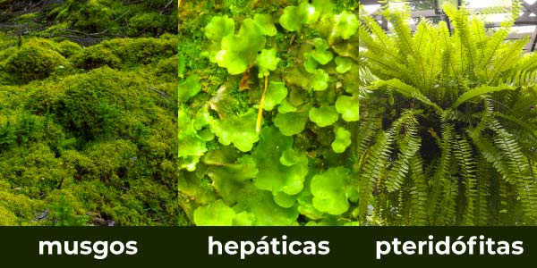 Diferença Entre Musgos, Hepáticas e Pteridófitas