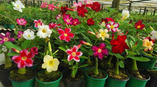 Diversas Cores de Rosa do Deserto
