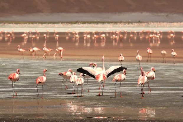 Diversos de Flamingos na Beira do Mar 