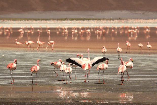 Diversos de Flamingos na Beira do Mar