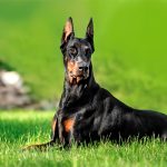 Doberman