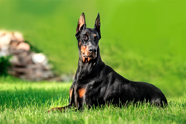 Doberman 