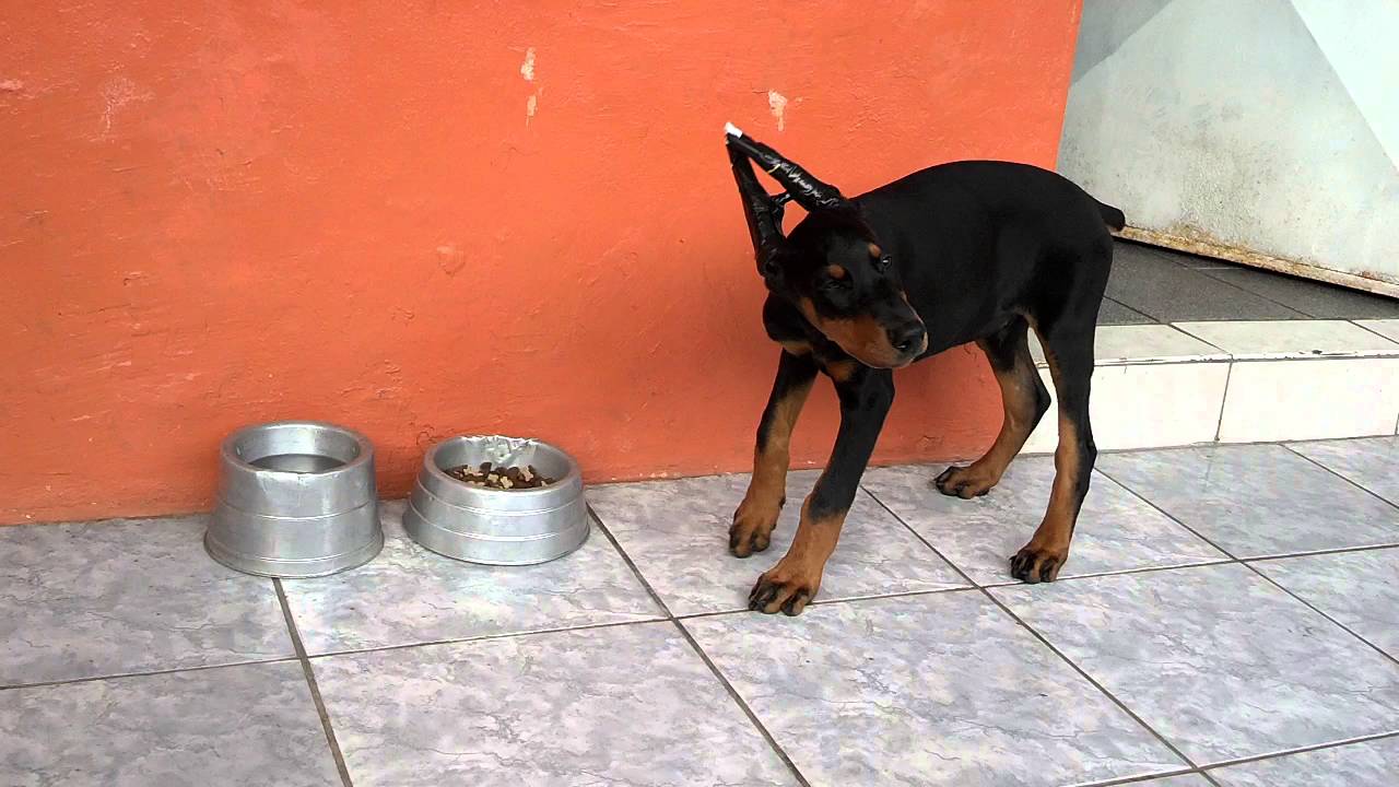 Doberman Comendo Ração