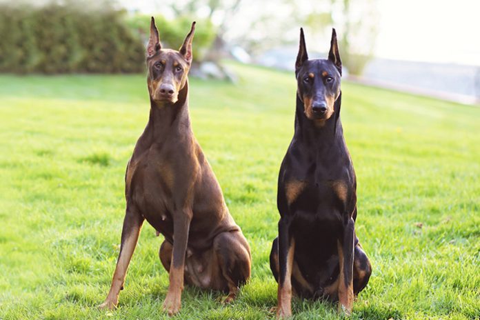 Doberman Preto e Marrom