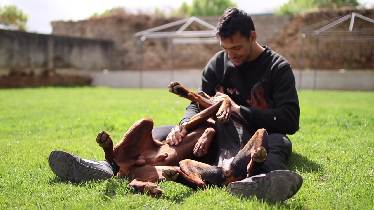 Dois Dobermans Brincando Com o Dono