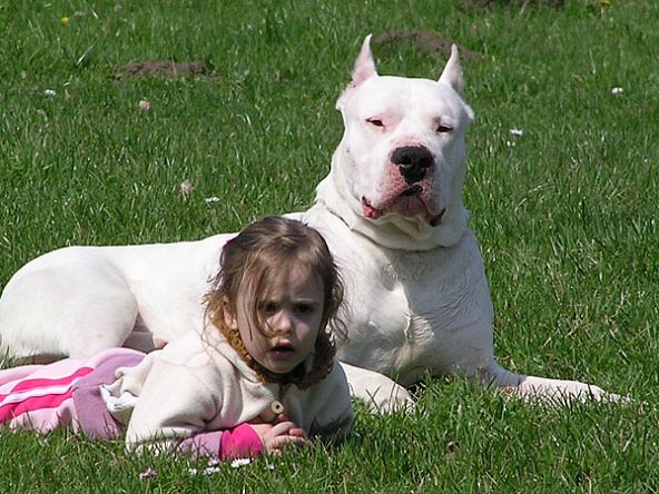 Dogo Argentino Ao Lado de Menininha