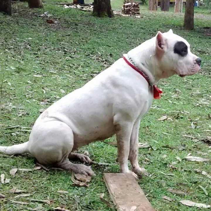 Dogo Argentino Fêmea