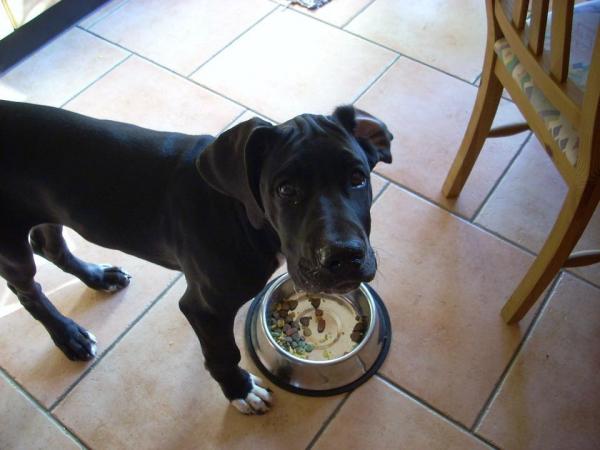 Dogue Alemão Comendo 