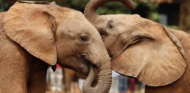 Dois Elefantes 