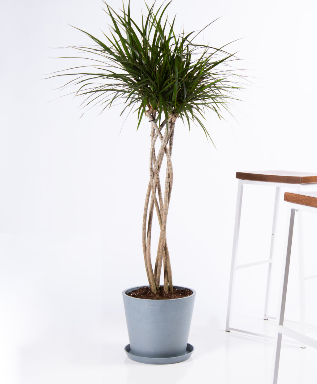 Dracaena