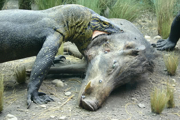 Dragão de Komodo Comendo um Javali 