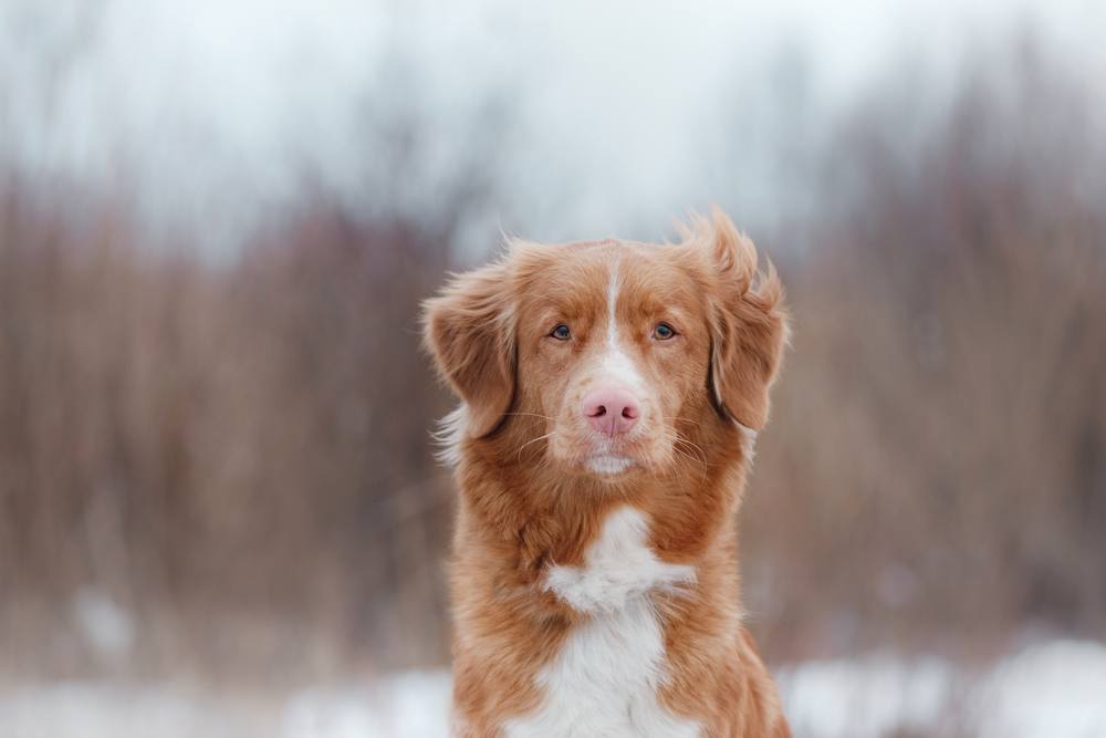 Duck Tolling Retriever da Nova Escócia