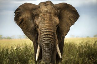 Elefante Africano 