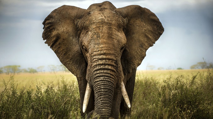Qual é o Animal Mais Forte do Mundo?