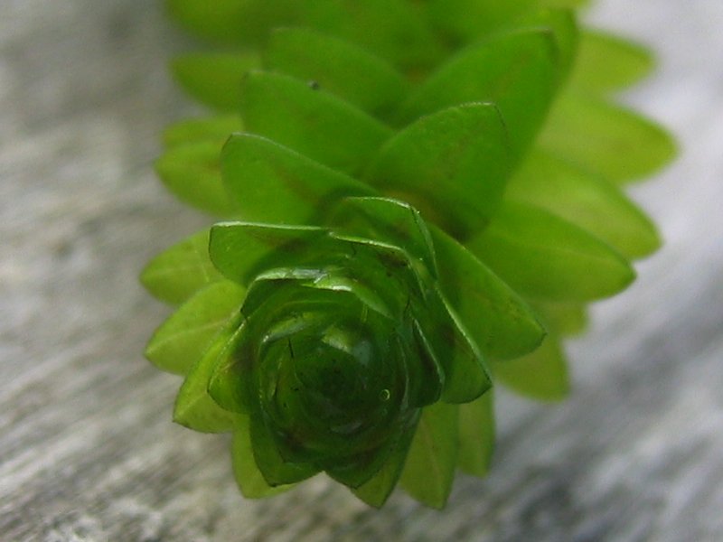 Elodea Canadensis