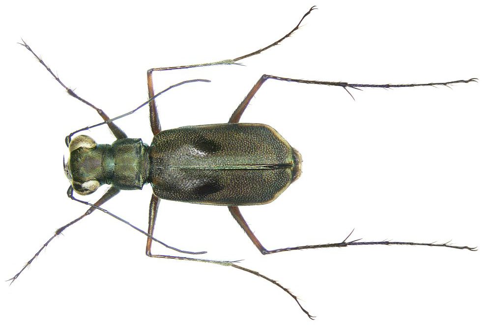 Enantiola Rivalier